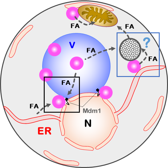 fatty acids hanaa lab