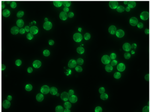 Supermolecular organization of enzymes hariri lab